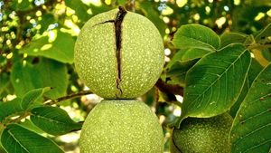 Ce trebuie să faci cu frunzele de nuc, de Rusalii 2025. Tradiția pe care puțini români o mai respectă