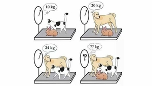 TEST IQ | Câinele, pisica și iepurele: Cât cântăresc împreună?