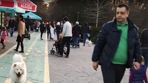 "Negustorul de scutece" a dat alarma în Herăstrău! Celebrul "Droopy" şi-a pierdut câinele în parc şi...