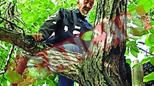 Se catara in copaci la 90 de ani