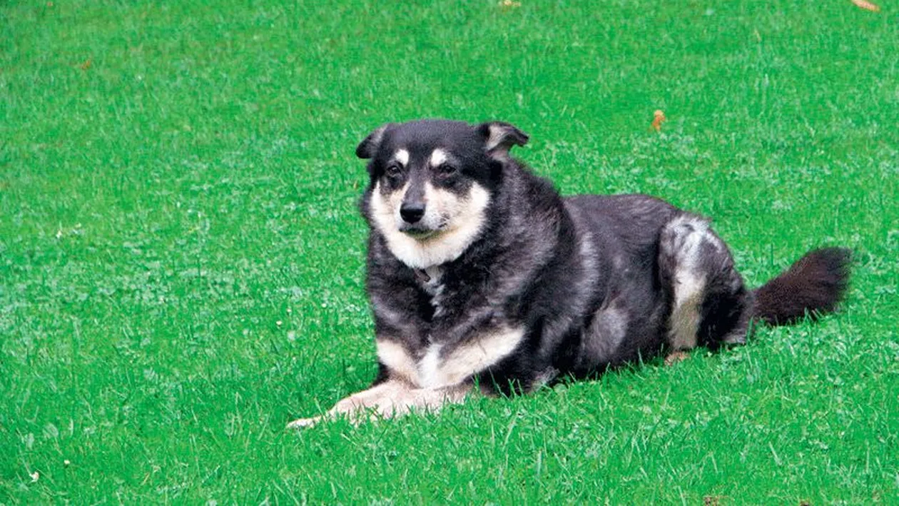 Destinul neasteptat al maidanezului care a ucis un japonez in Piata Victoriei, in 2006! A ajuns la o familie din Germania, apoi...