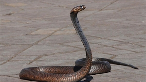 Invazie de şerpi în Bucureşti! Scara unui bloc, plină de reptile. Oamenii se tem să mai stea în apartamente