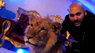 Casa lui Dani Mocanu, asaltată de polițiști. Oamenii legii fac percheziții, după ce manelistul a apărut cu un leu rănit, într-un videoclip