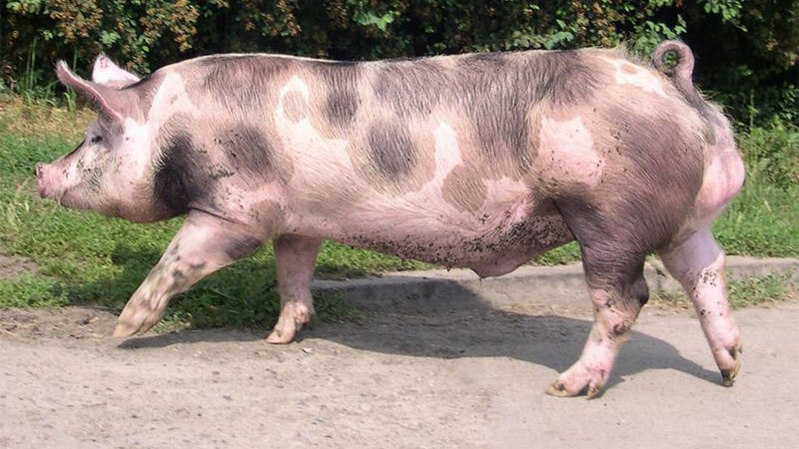 Răzbunarea porcului, de Crăciun! Ce trebuie să faci dacă animalul te muşcă