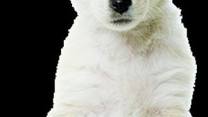 Animale care te feresc de ghinion
