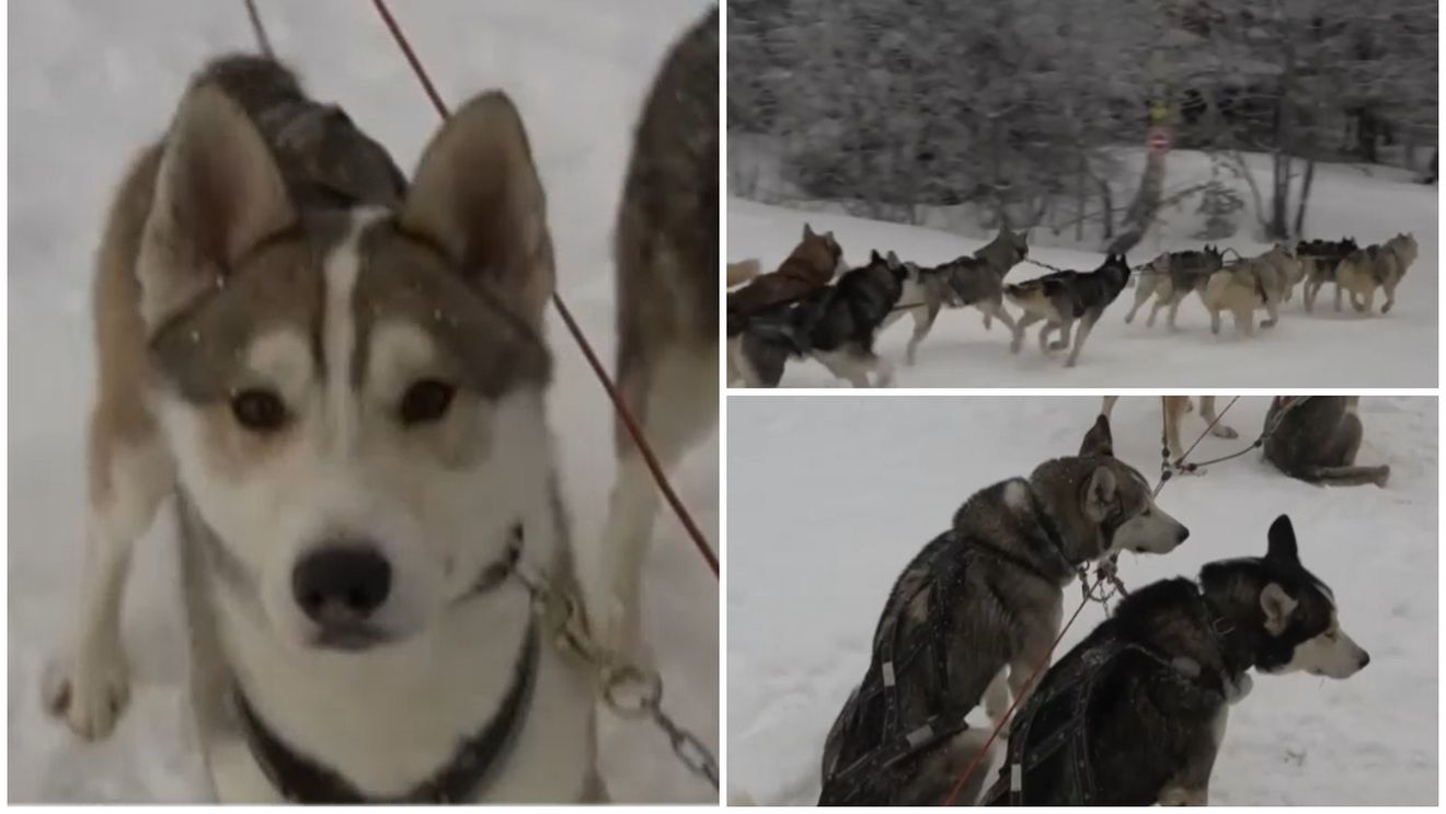 Cât costă plimbarea cu sania trasă de câini husky. Locul din România unde turiștii se simt ca-n Laponia