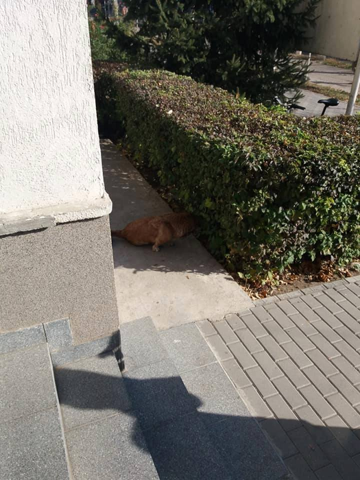 Este invazie de șobolani într-un cartier din Craiova. Directorul unui liceu a adus un câine să prindă rozătoarele