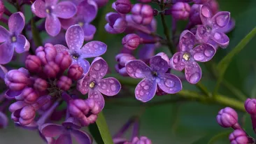 Un român a fost chemat în instanță, după ce a cules liliac dintr-o grădină. Ce pedeapsă a primit