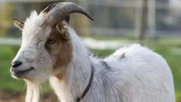 Lupta electorala in varianta elvetiana! Extrema stanga a furat tapul dreptei populiste