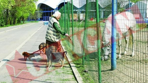 Menajeria circului se pregateste de stramutare