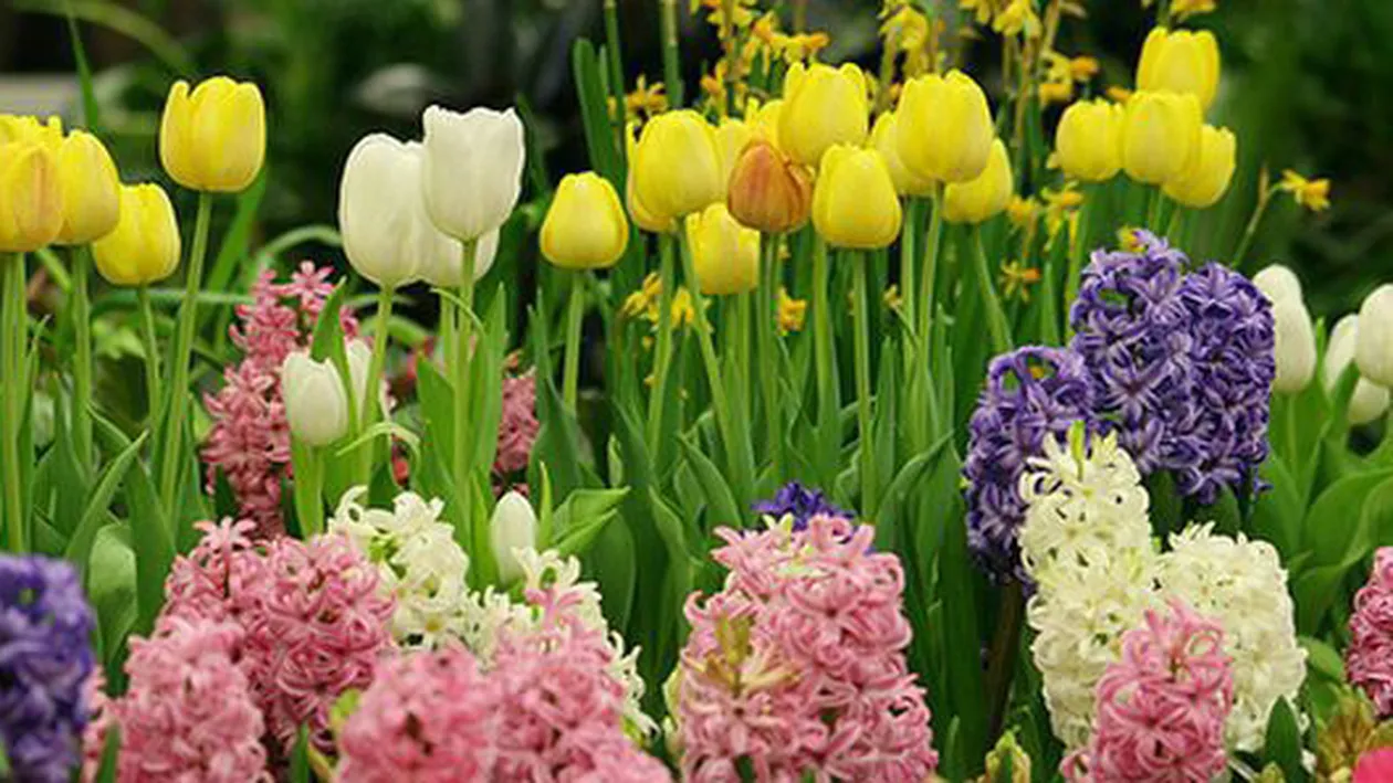 Mesaje de Florii 2018. Cele mai frumoase urări pentru cei dragi