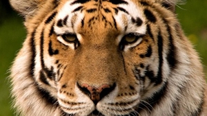 Tigrul care a bagat spaima in sibieni, dupa ce a evadat de la zoo, a fost impuscat mortal