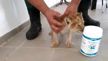 VIDEO. Cât de mult a crescut puiul de leu de la Zoo Craiova, pe care l-a respins mama lui. A rupt cutia de carton în care dormea şi...