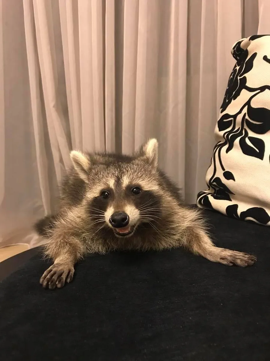 Ratonul Adelinei Pestrițu (Foto: Facebook)