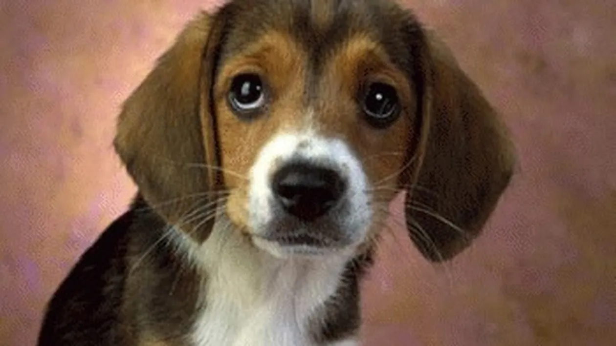 Ce inseamna cand visezi caini. Ce se întâmplă când te muşcă!