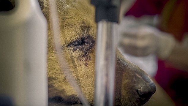 Acest câine maidanez a fost mutilat cu atât de multă cruzime, încât povestea a lăsat pe toată lumea în lacrimi! Cel din spatele atacului a fost numit „Măcelarul din Bucureşti“