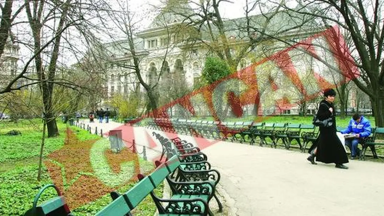 Platanii din Cismigiu si Herastrau intra in categoria arborilor periculosi