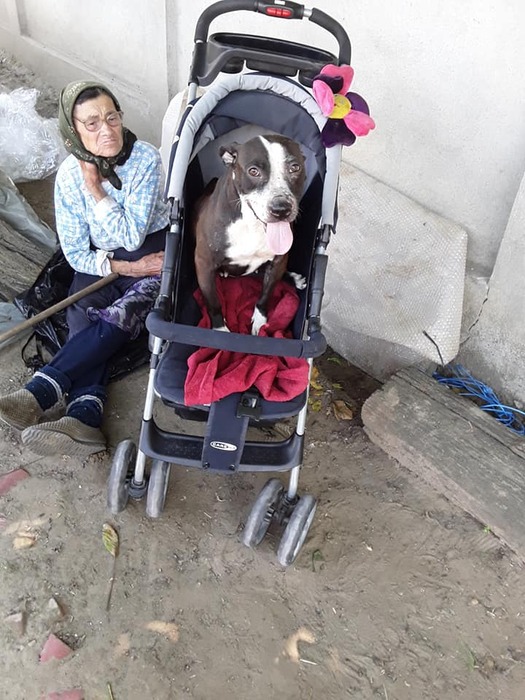 Câinii de care are grijă Daniela sunt răsfățați