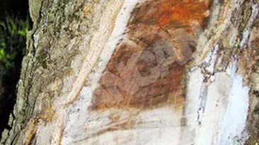 A aparut chipul lui Iisus la locul unui accident