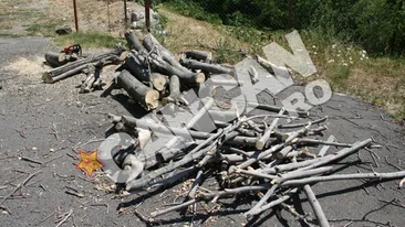 Smochinii din Svinita sunt in pericol! Au fost afectati de ger si s-au uscat