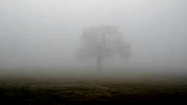 Cod galben de ceata in Ialomita, Calarasi, Braila, Buzau si Prahova