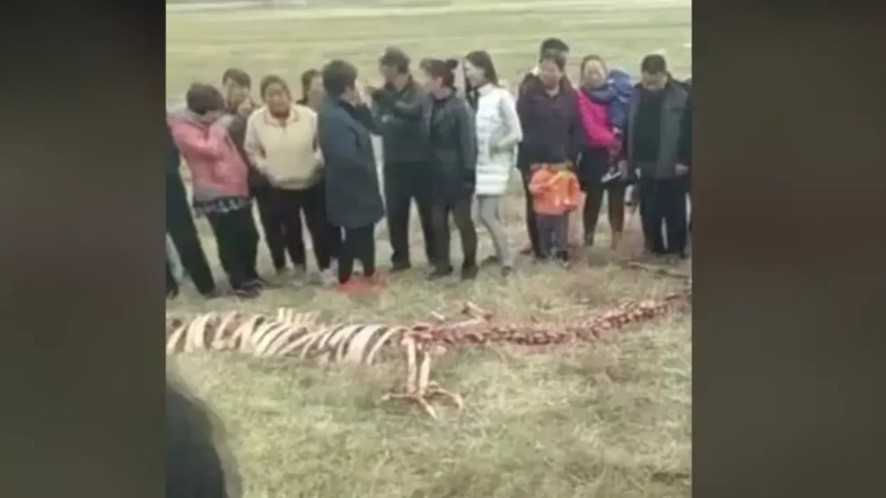 Au găsit un schelet ciudat şi au fost şocaţi, iar în imagini se poate vedea clar că e vorba de o creatură uriaşă: Chiar există!