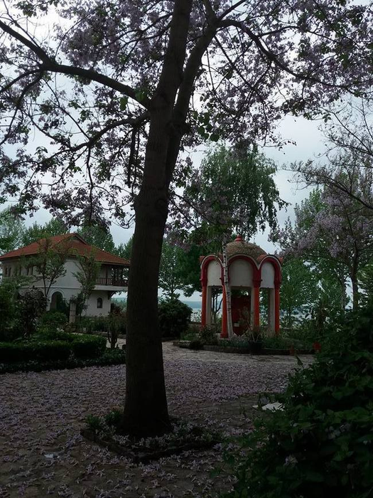 În cimitirul în care se află înmormântat Aurelian Preda a ”nins” cu flori de liliac