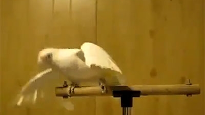 INCREDIBIL! Papagalul dubstep ia cu asalt internetul! Nu o sa iti vina sa crezi ce miscari are in el!