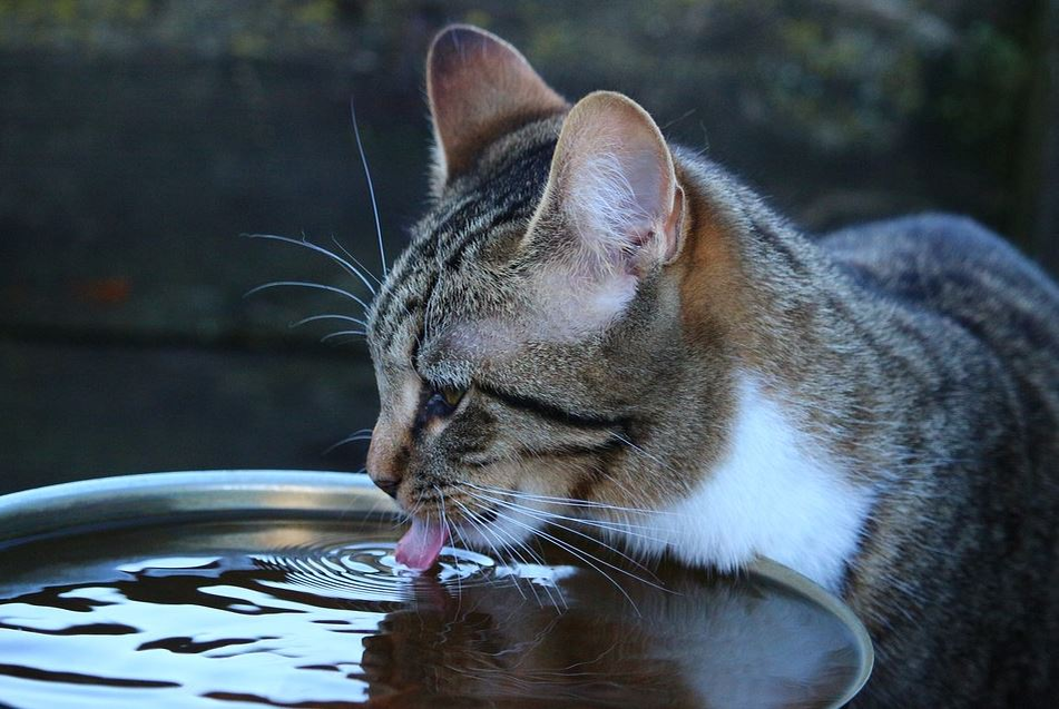 Ce vârstă are pisica ta în ani omenești. Calculul e foarte simplu! Vezi ce vedete preferă micuțele feline și cine a ales să își ia câine