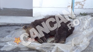 Trei barbati, cercetati pentru braconaj dupa ce au vanat ilegal un urs, al carui trofeu se ridica la peste 10.000 de euro!