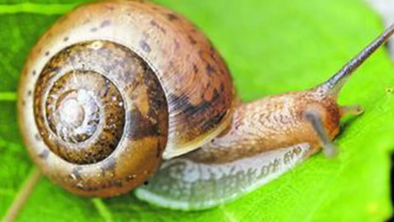 Americanii au creat melcul spion