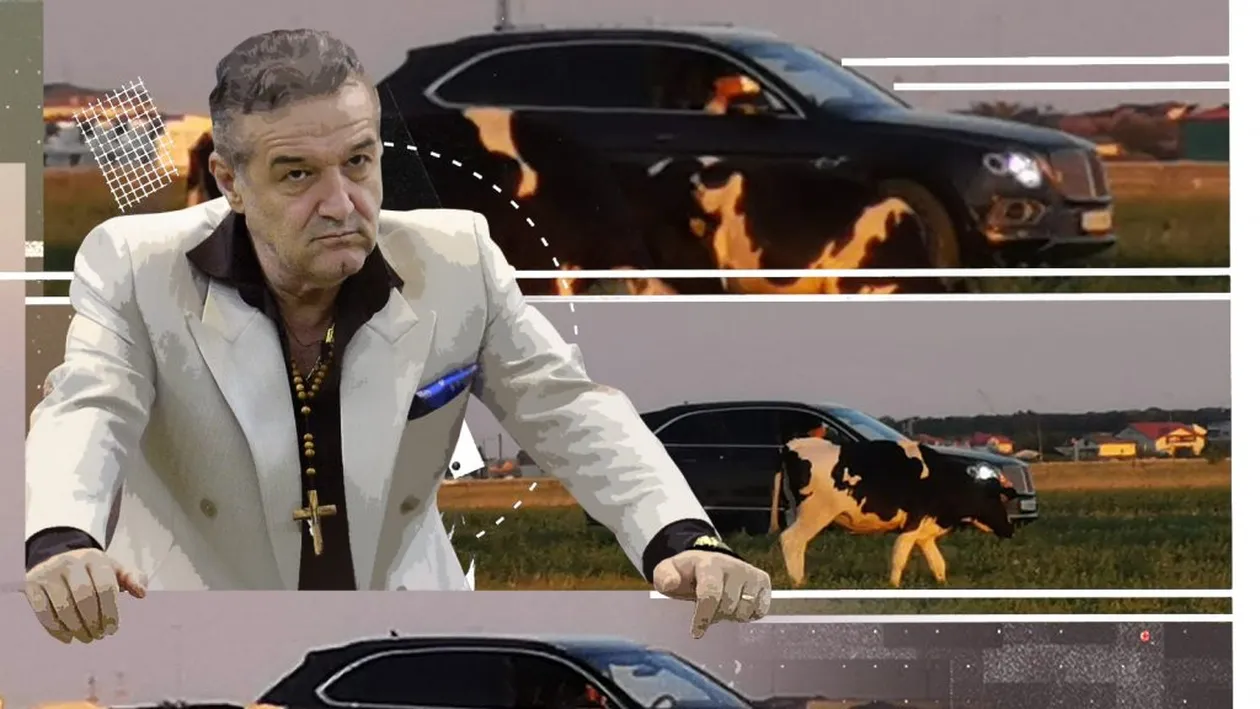 Uite-l pe Gigi Becali cum supervizează vacile pe miriște din Bentley-ul de 250.000 €, deși are cioban!