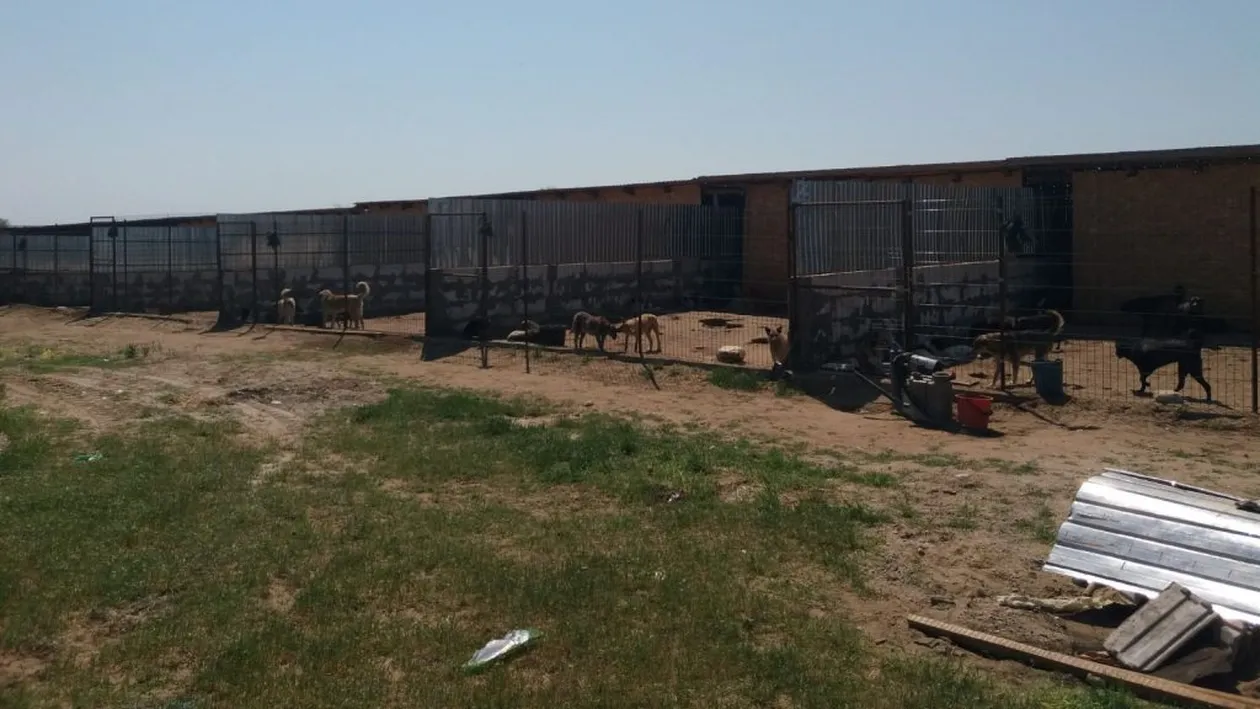 Ofertă inedită a Primăriei Calafat: Adopți un maidanez, pleci în excursie la Călimănești și la mănăstirea Cozia