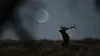 Ce este Luna Plină a Cerbului în 2026, când are loc și cum afectează fiecare zodie