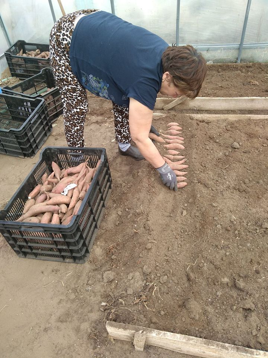 La Dăbuleni se lucrează la foc continuu, în ciuda pandemiei