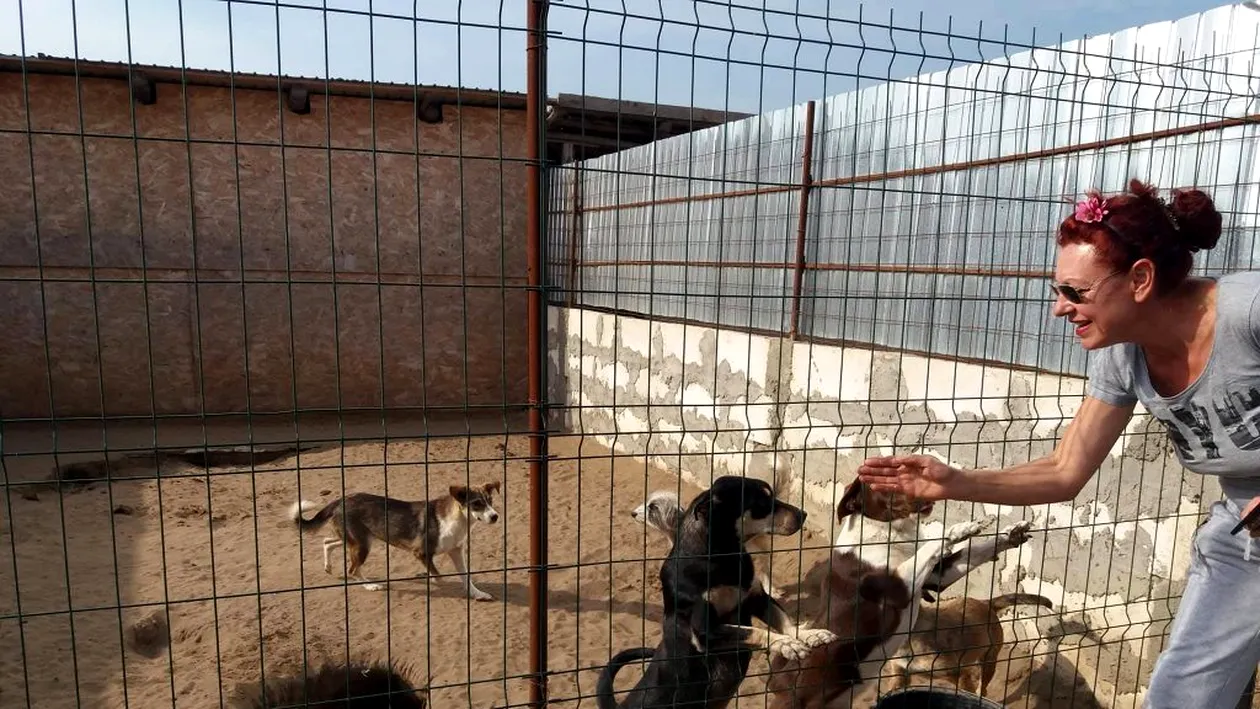 400 de câini, în pericol de a muri de foame