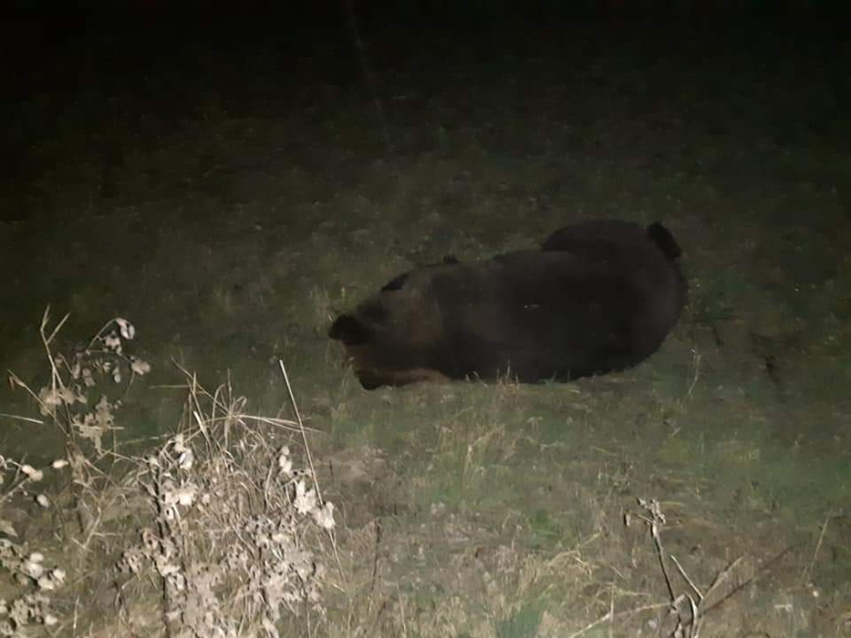 Un alt urs a fost lovit de o maşină în urmă cu puțin timp la Ghindari, judeţul Mureş