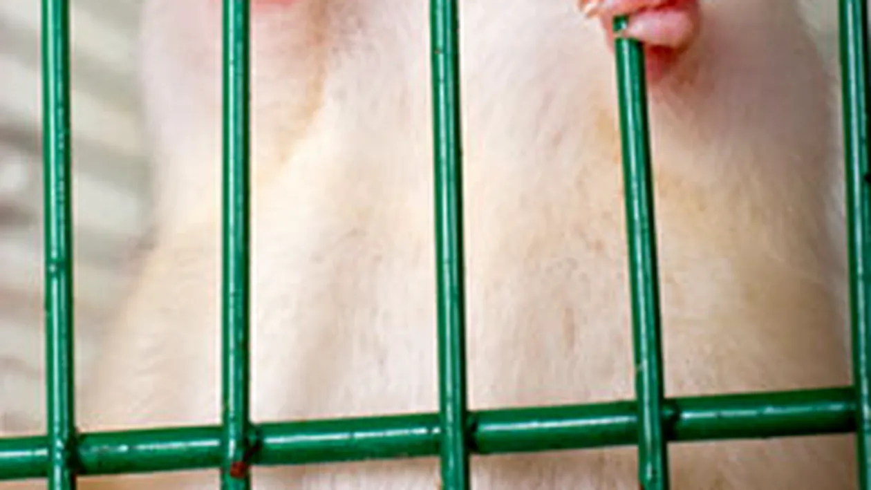 VIDEO Romanii au devenit cobaii Europei?