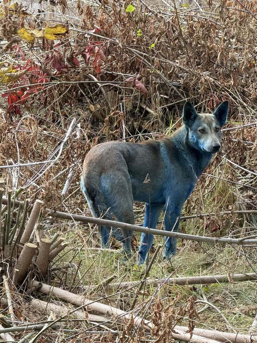 Apariție bizară la Cernobîl! Voluntarii din zonă au fotografiat câini cu blana albastră. Care ar fi explicația fenomenului
