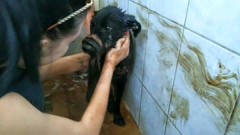 FOTO! Un căţel a fost salvat de medicii veterinari, după ce a fost găsit într-o groapă cu smoală