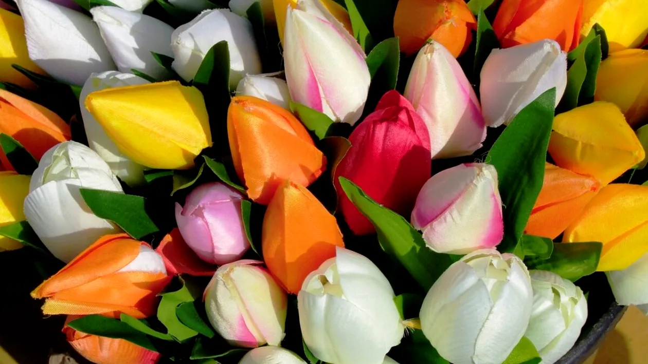 Un tânăr din Cluj i-a cumpărat iubitei sale 1001 lalele, de Ziua Femeii. Ireal cât a scos din buzunar pentru buchetul impresionant