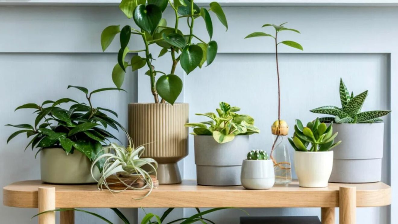 Ce se întâmplă dacă ții o plantă lângă chiuvetă. Ce vei atrage în viața ta