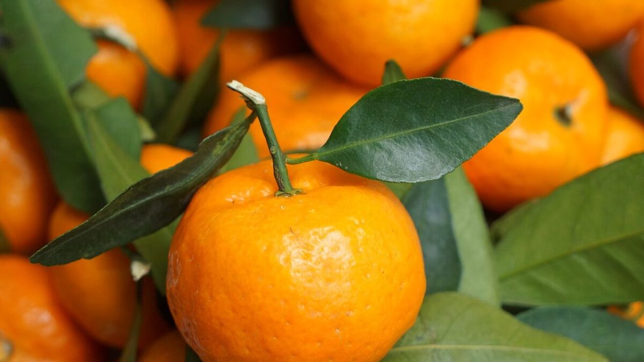 Diferența dintre mandarine și clementine. Par identice la prima vedere, dar nu e așa