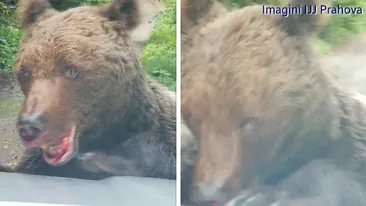 Este alertă în Prahova. Un urs rănit și agresiv a atacat oamenii în zona Bușteni