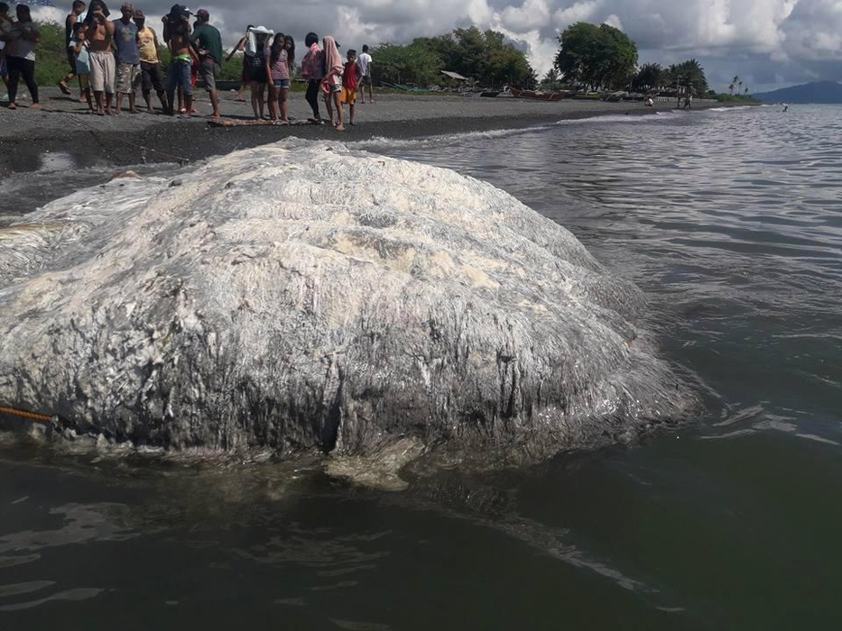 A fost descoperit un monstru marin care nu seamănă cu nimic de pe această planetă! Imagini înfiorătoare! Localnicii cred că este un semn rău: „Rugați-vă pentru noi”