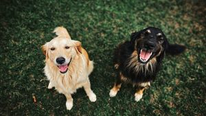 De ce urlă unii câini când aud muzică. Cercetătorii au descoperit misterul din spatele patrupezilor „soliști”