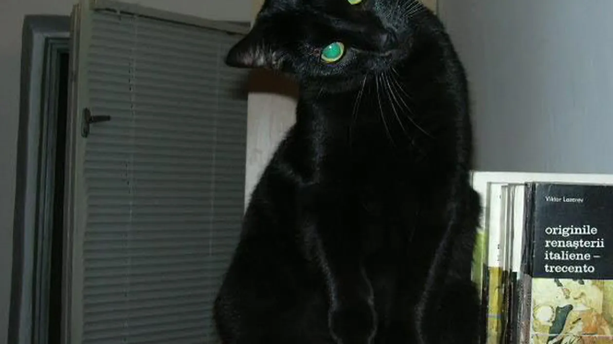 Emotionanta poveste a pisicutei Zuzu! Fiul poetului Adrian Paunescu i-a gasit stapan pe Facebook, dupa moartea mamei sale!