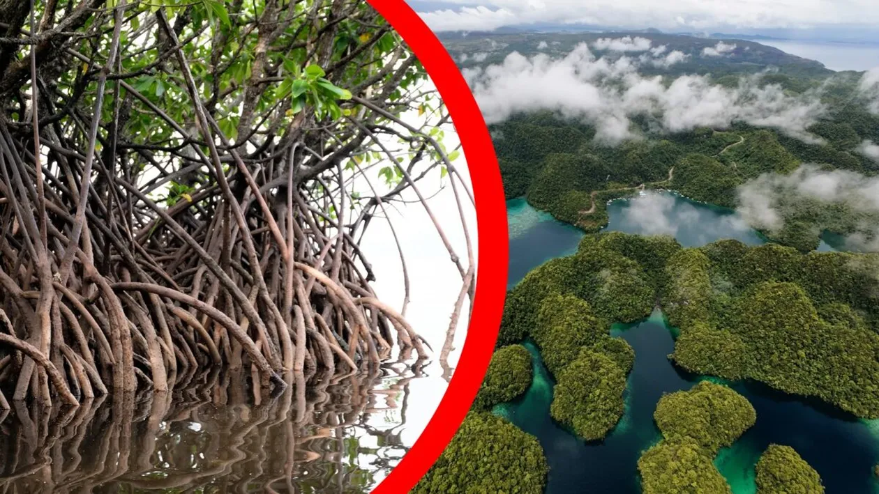 Ultima barieră împotriva taifunurilor este în pericol. Cum încearcă filipinezii să salveze pădurile de mangrove