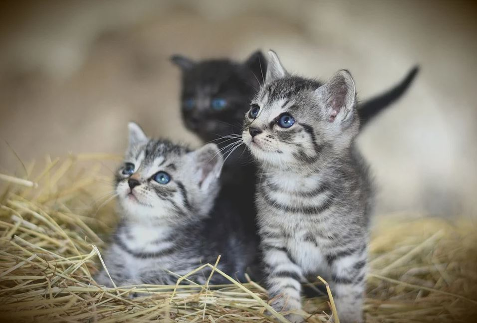 Ce vârstă are pisica ta în ani omenești. Calculul e foarte simplu! Vezi ce vedete preferă micuțele feline și cine a ales să își ia câine