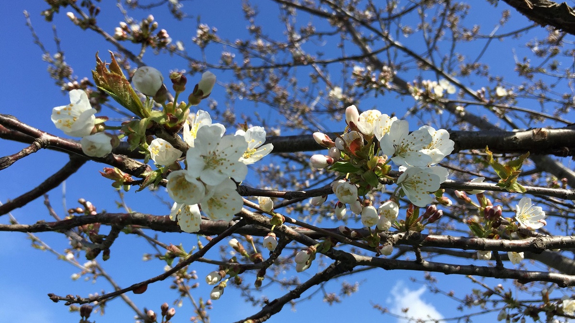 Prognoza meteo marți, 2 martie. Temperaturi extrem de plăcute și vreme de primăvară, în aproape toată România